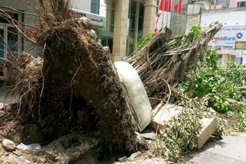 Hà Nội ngổn ngang gỗ và cây