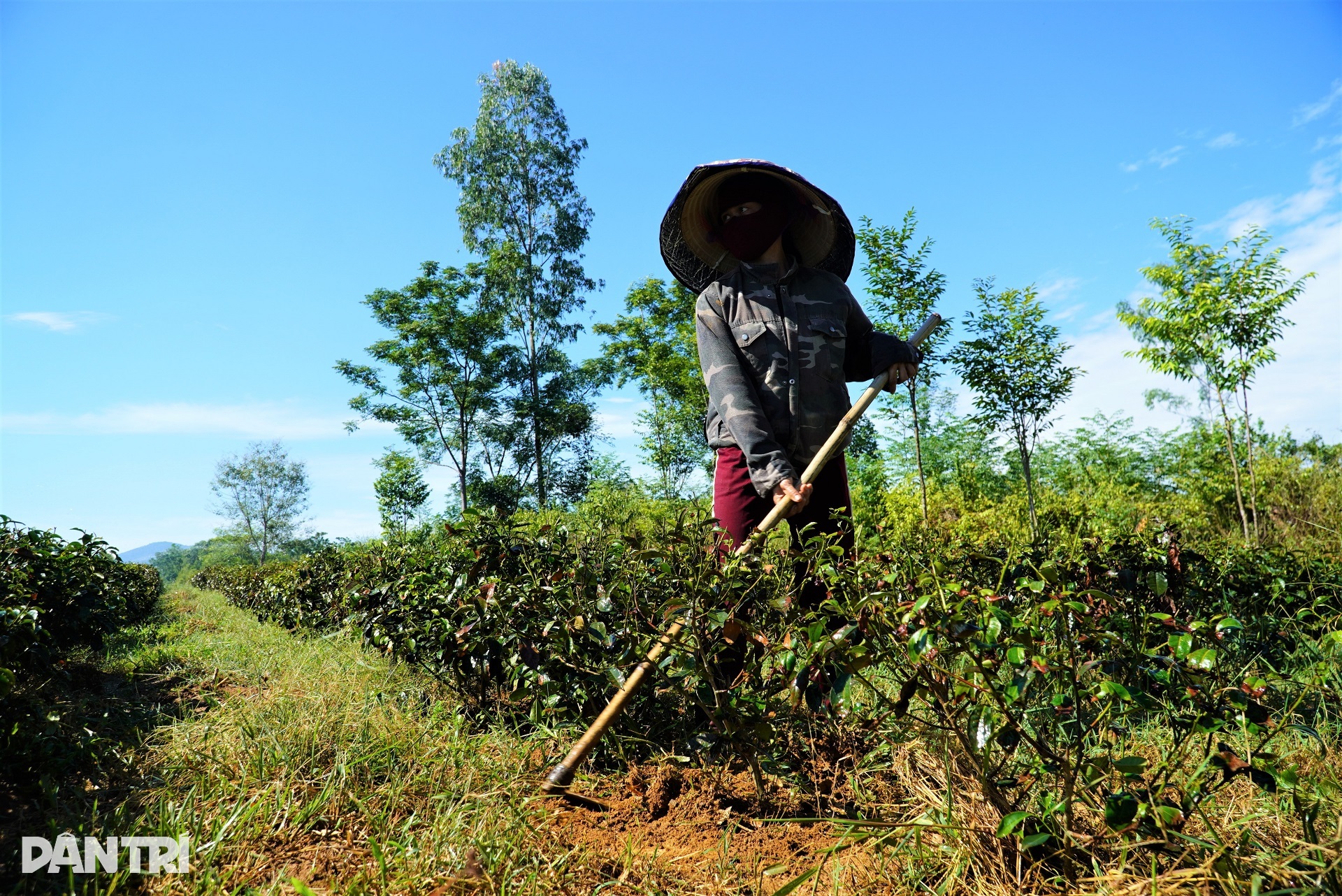Chè héo úa hàng loạt vì nắng nóng, nông dân căng mình chống hạn - 6 Chè héo úa hàng loạt vì nắng nóng, nông dân căng mình chống hạn - 6