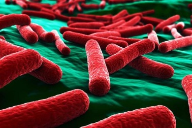 Vật liệu mới tiêu diệt vi khuẩn E. coli trong 30 giây