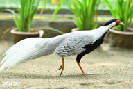 Vụ án nuôi gà lôi trắng: “Nuôi sinh sản thành công thì nên khen?”