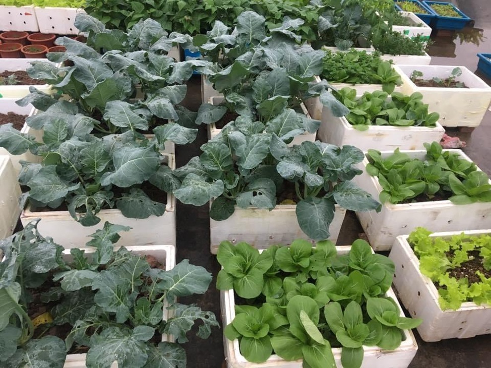 Vườn dưa nằm võng trăm gốc, gia chủ hái mỏi tay hơn 3 tạ/mùa - 13