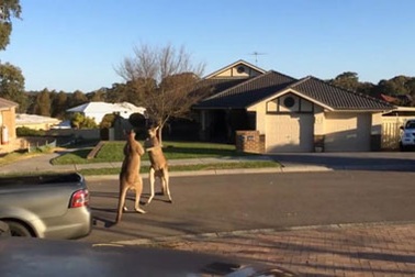 Ngộ nghĩnh hai con kangaroo “đấu quyền anh” trên phố