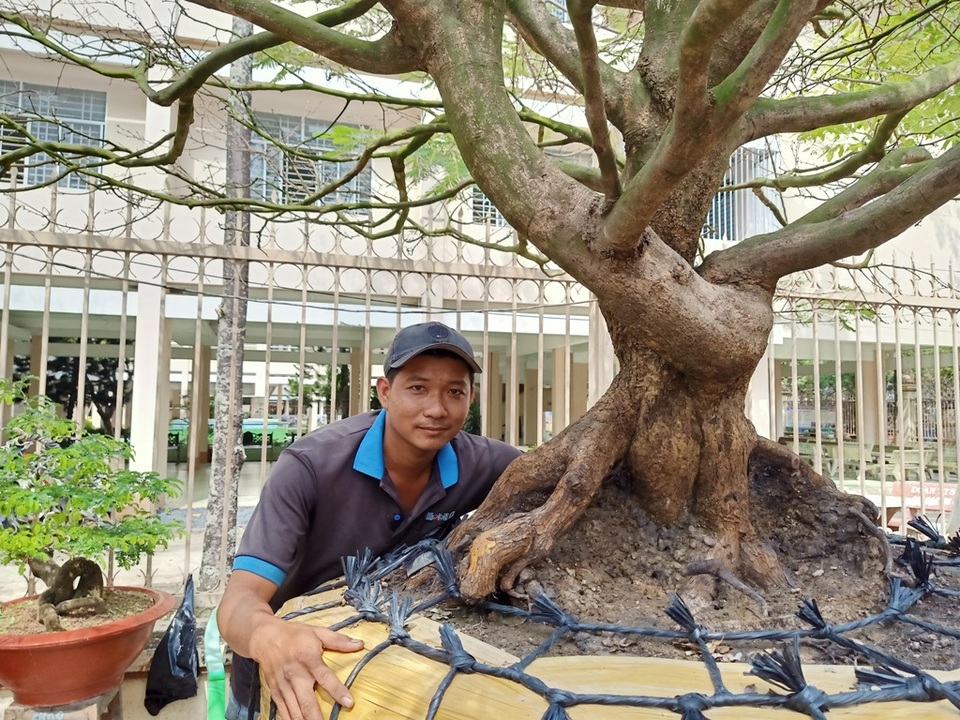 Hoa mắt với cây mai có tán rộng hơn căn nhà 6m, giá 1 tỷ đồng - 3 Hoa mắt với cây mai có tán rộng hơn căn nhà 6m, giá 1 tỷ đồng - 3