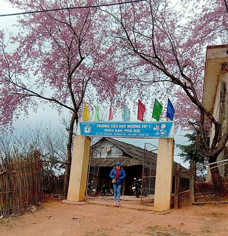 Ngắm hoa anh đào bung nở làm say đắm lòng người nơi miền biên viễn - 6 Ngắm hoa anh đào bung nở làm say đắm lòng người nơi miền biên viễn - 6