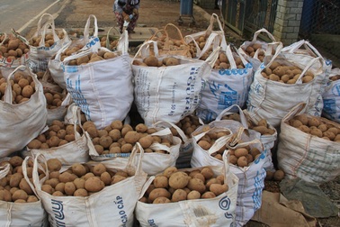 Khoai tây Đà Lạt khan hiếm, hàng Trung Quốc rục rịch tràn về