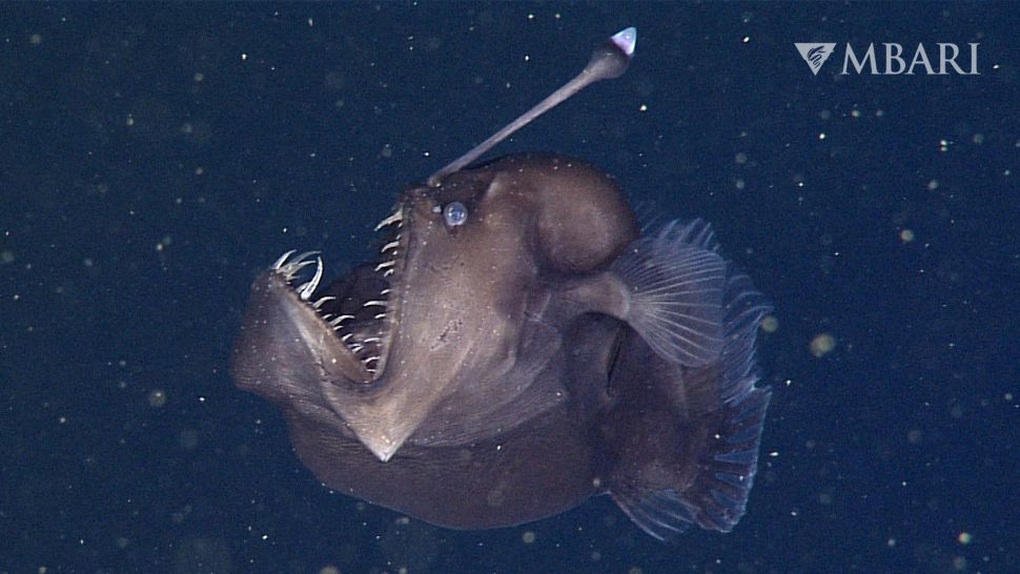 The truth behind the strange appearance of deep-sea fish - 2