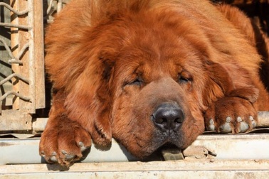 Tranh nhau mua giống chó vài chục tỷ đồng/con