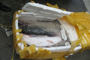 Lật tẩy thủ đoạn tuồn cá trắm Trung Quốc vào thị trường nội địa