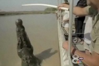 Mất tay vì cho cá sấu ăn, còn bị phạt tiền