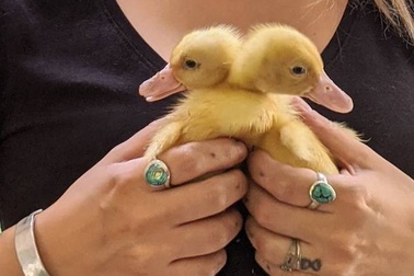 Mua trứng ở chợ, sửng sốt khi trứng nở thành vịt con