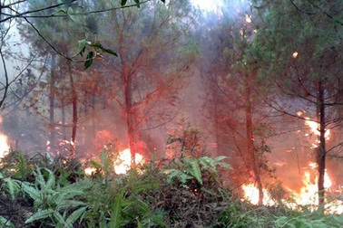 Cháy rừng thông 20 năm tuổi