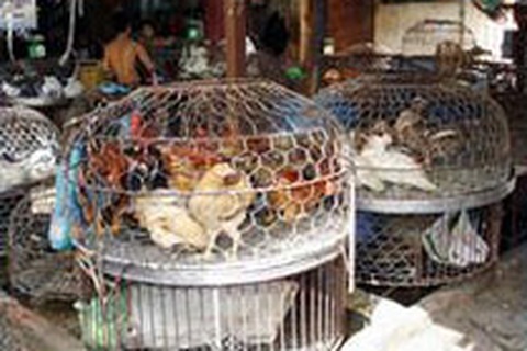 Cả 3 miền phát dịch