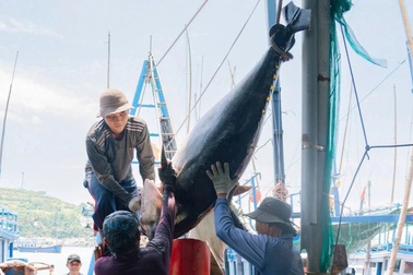 Câu được cá ngừ hơn 110kg, ngư dân hối hả cẩu lên bờ
