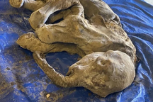 Tìm thấy xác voi ma mút 30.000 năm tuổi gần như nguyên vẹn còn da và lông