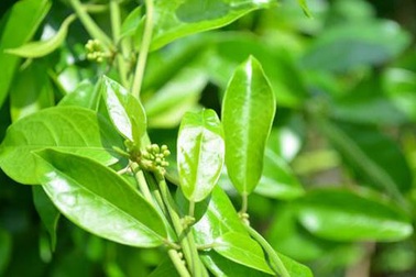 Nguy cơ “Tiền mất, tật mang” khi mua Dây thìa canh chữa tiểu đường