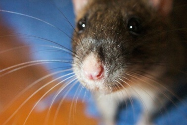 Cảnh sát Argentina mất 540 kg cần sa, đổ cho chuột nghiện ăn mất