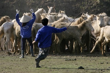 Ngựa trắng thắng trâu bò 