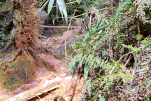 Phó Thủ tướng chỉ đạo xử lý nghiêm vụ phá rừng mà báo Dân trí phản ánh