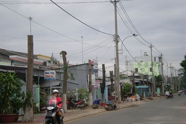 Trà Vinh “trảm” hoa sữa hàng loạt