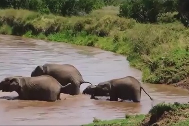 Đàn voi hợp sức giải cứu con non bị nước cuốn trôi