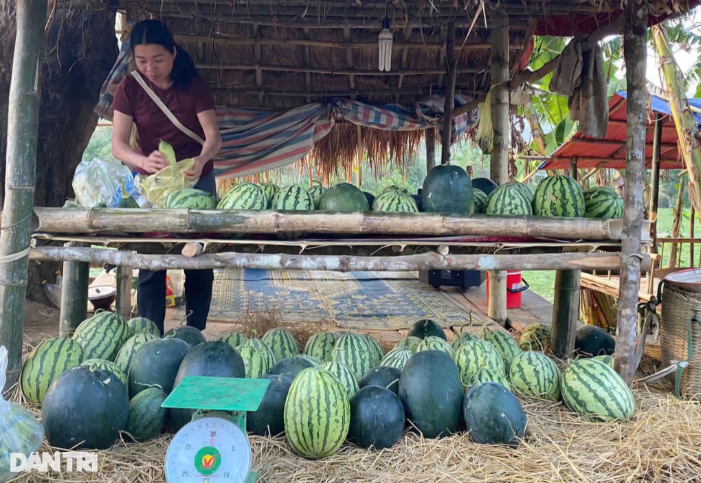 Nông dân vùng cao thu lãi lớn nhờ dưa hấu, gấp 5 lần trồng lúa - 2 Nông dân vùng cao thu lãi lớn nhờ dưa hấu, gấp 5 lần trồng lúa - 2
