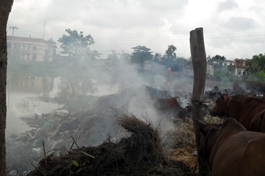 Kinh hoàng cả xã cùng "xây dựng phong trào"...hun khói