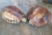 Mua lại rùa quý hiếm rồi bàn giao cơ quan chức năng để thả về tự nhiên