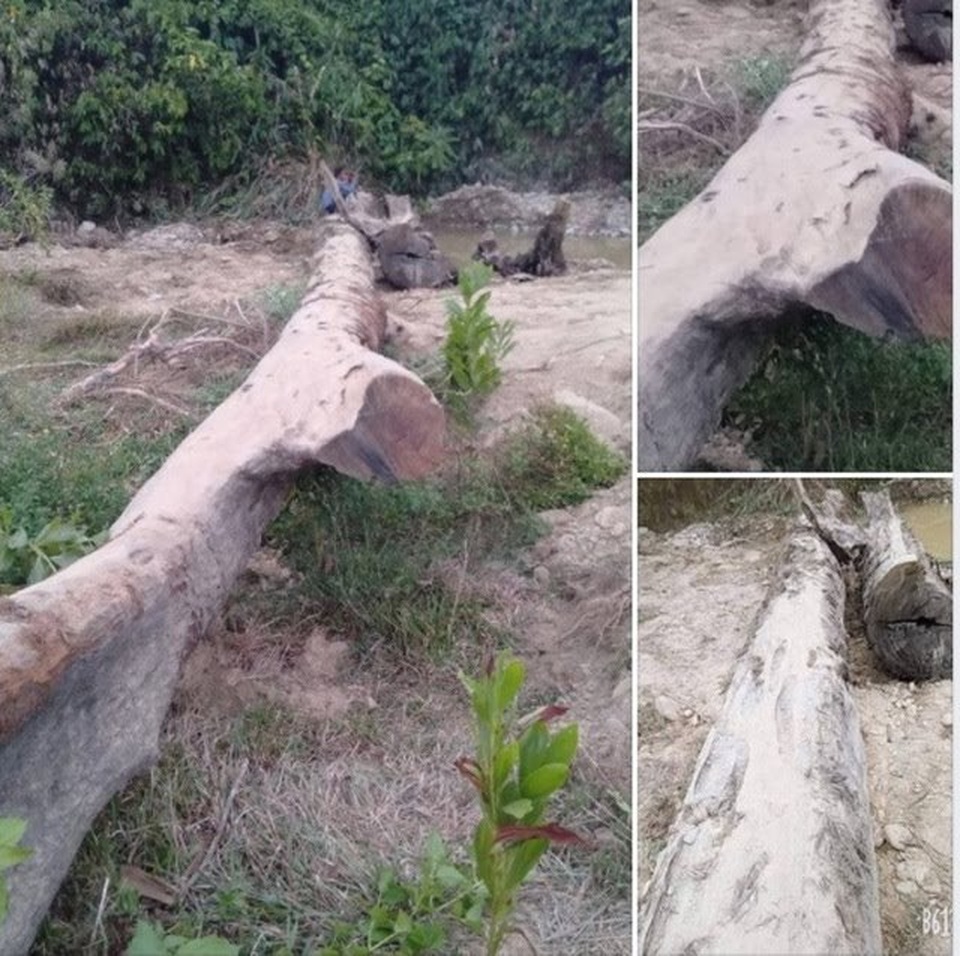 Đấu giá cây gỗ lim trăm tuổi tìm được dưới suối - 1 Đấu giá cây gỗ lim trăm tuổi tìm được dưới suối - 1