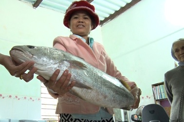 Ngư dân bắt được cá lạ nghi cá sủ vàng