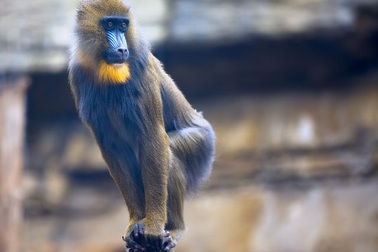 Đố bạn kể tên những động vật này?