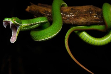 Tại sao rắn có răng nanh trong khi các loài chứa độc khác không có?