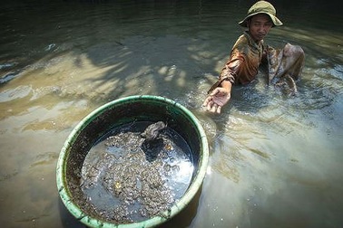 Những người theo nghề “đãi bùn ra tiền”