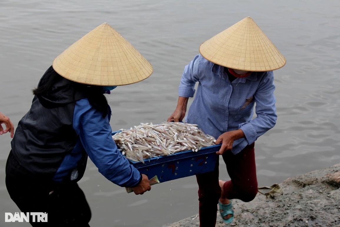 Ngư dân ven biển trúng đậm cá cơm - 4 Ngư dân ven biển trúng đậm cá cơm - 4