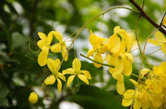 Muồng hoàng yến níu trải dọc bên bờ Hồ Tây, sắc vàng nhuộm nắng gợi nhớ những rung động của mùa hè năm tuổi đôi mươi ấy - Ảnh 10. Muồng hoàng yến níu trải dọc bên bờ Hồ Tây, sắc vàng nhuộm nắng gợi nhớ những rung động của mùa hè năm tuổi đôi mươi ấy - Ảnh 10.