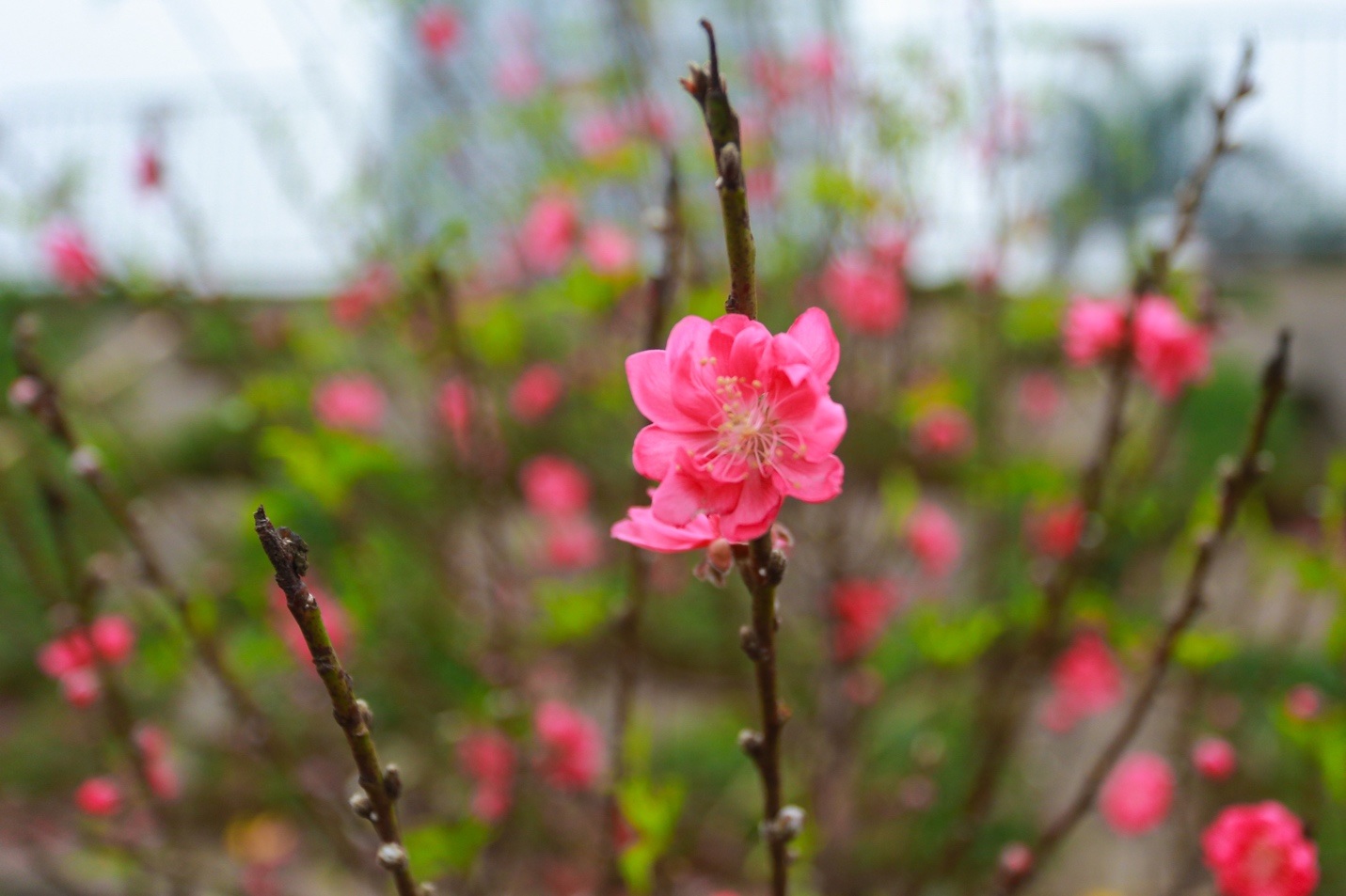 Đào Nhật Tân bung nở nhuộm đỏ rực chợ hoa lớn nhất ở Hà Nội - 11