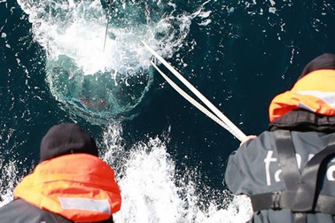 Gần 200.000 virus bí ẩn mới được phát hiện trong đại dương