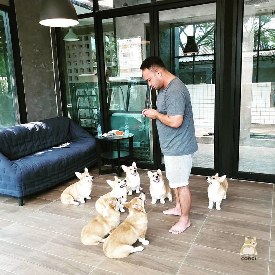 Quán cà phê toàn nhân viên 4 chân biết mua vui, lấy lòng khách ở Bangkok - 13 Quán cà phê toàn nhân viên 4 chân biết mua vui, lấy lòng khách ở Bangkok - 13