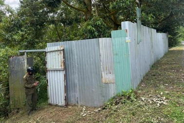 Phát hiện thi thể nam giới đã phân hủy trong vườn sầu riêng