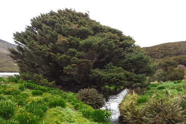 "Cây cô đơn nhất thế giới" có thể nắm giữ những bí mật lớn