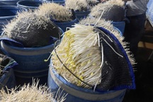 Gần 350 tấn giá đỗ ngâm chất độc hại đã lên bàn ăn