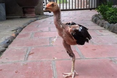 Gà chọi một chân ở Thanh Hoá