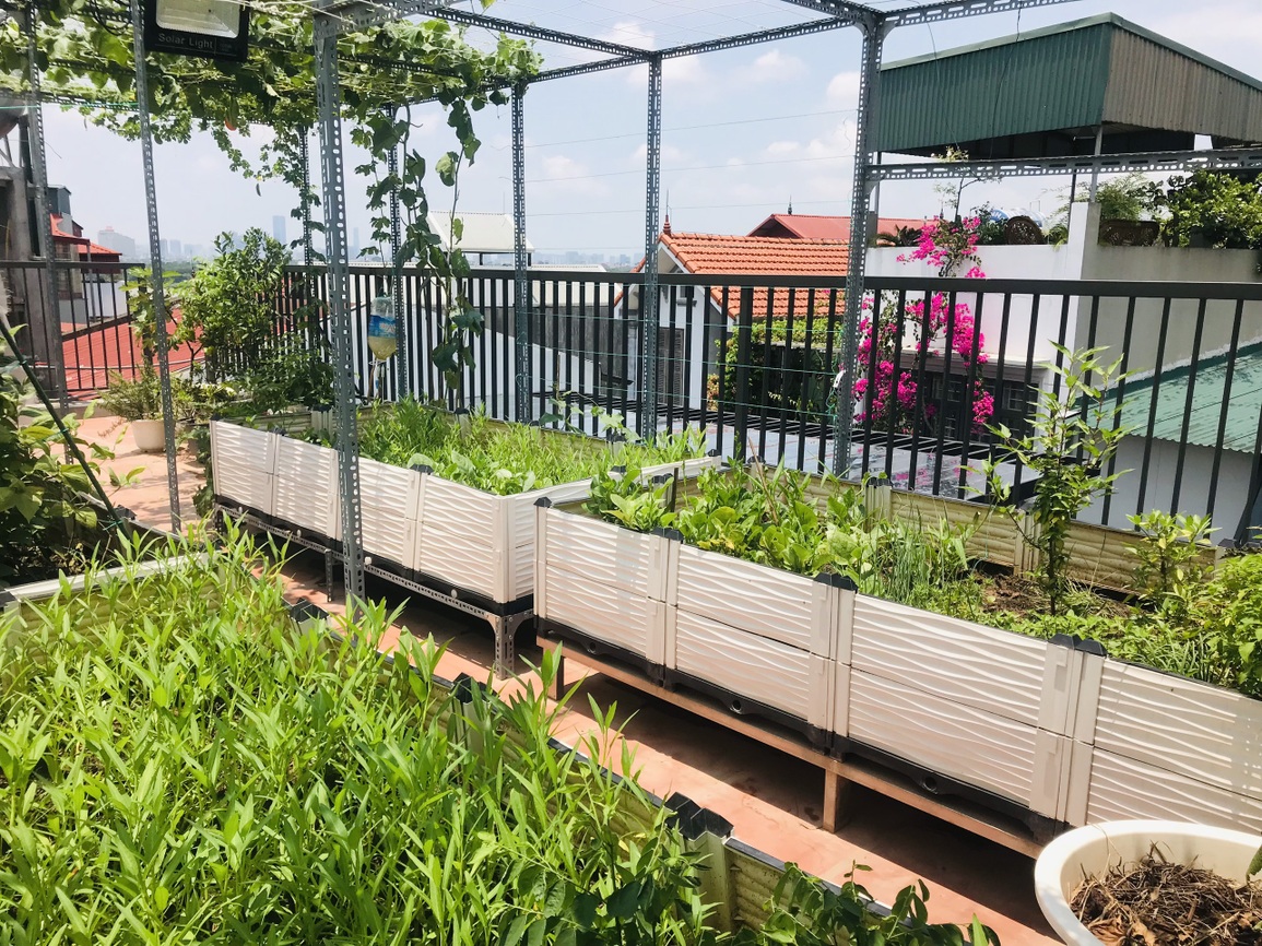 Cặp vợ chồng chi 50 triệu đồng, bê 2 tấn đất, làm vườn sân thượng ở Hà Nội - 3 Cặp vợ chồng chi 50 triệu đồng, bê 2 tấn đất, làm vườn sân thượng ở Hà Nội - 3