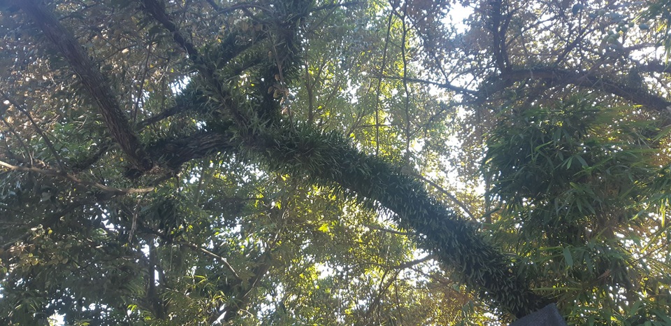 Clip: Cụ táo khổng lồ, gia chủ quyết giữ không bán dù được trả tiền triệu - 2