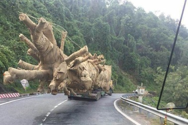 Thanh Hóa: Thành lập tổ công tác đặc biệt xử lý xe vi phạm tải trọng