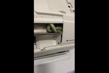 Rắn cườm bò vào máy điều hòa của một gia đình tại Kiên Giang