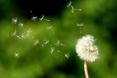 Học tiếng Anh mỗi ngày: Nhiều cách biểu đạt từ "gió"