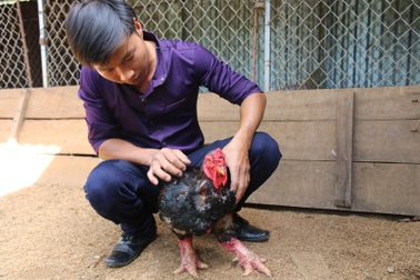 Gà giống giá cao ngất ngưởng, chủ trại lắc đầu thông báo "cháy hàng"