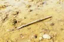 Chú và cháu ruột cùng tử vong vì tranh chấp ranh đất