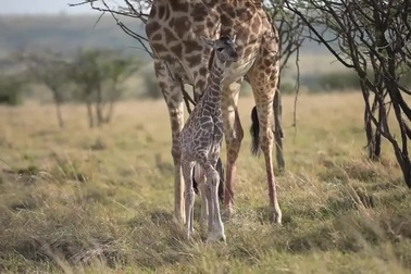 Hươu cao cổ xả thân bảo vệ con trước sư tử háu đói và cái kết