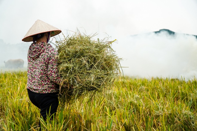 Cảnh đốt rơm rạ khiến Hà Nội mịt mù trong khói - 6 Cảnh đốt rơm rạ khiến Hà Nội mịt mù trong khói - 6